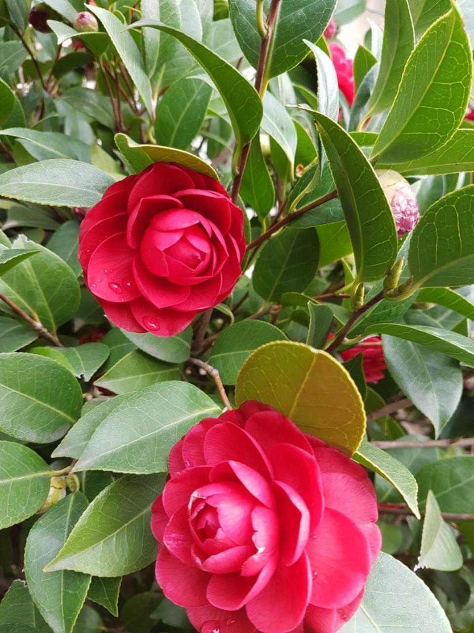 Il Giardino Di Vico Neve Frühstückspension