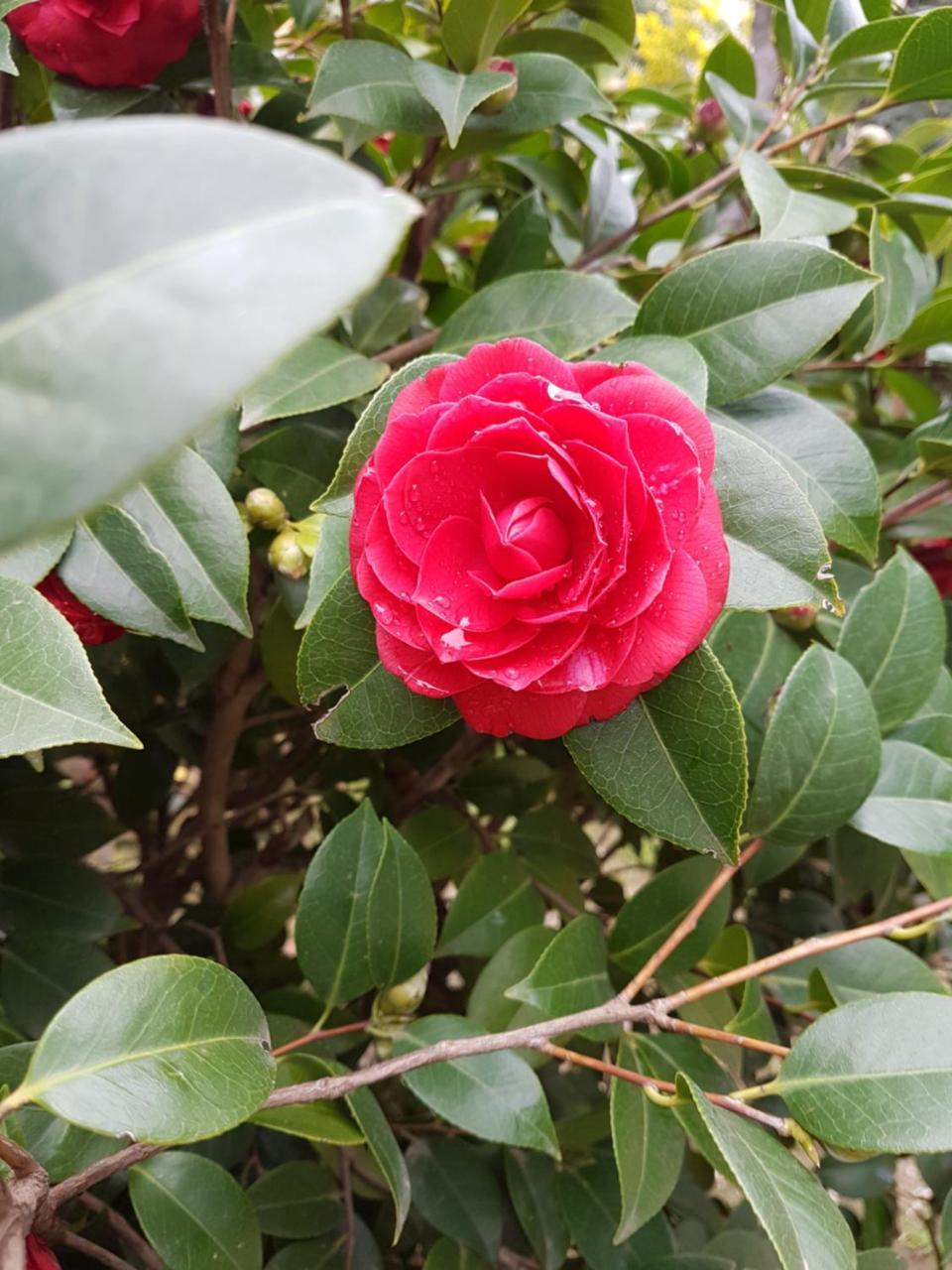 Il Giardino Di Vico Neve 3* Neapel